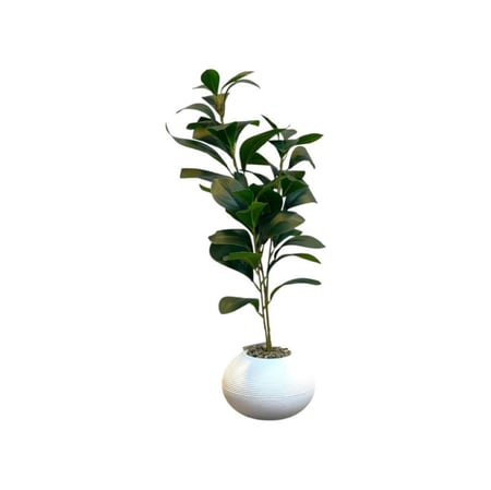 شتلات صغيرة