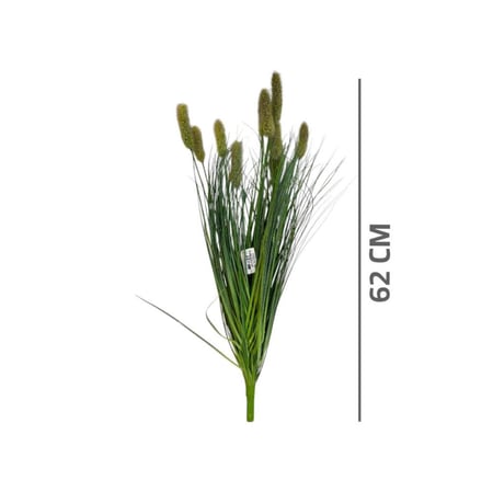 شتله برغراس