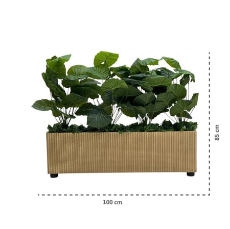 شتلة ورق أخضر جامبو حوض مستطيل