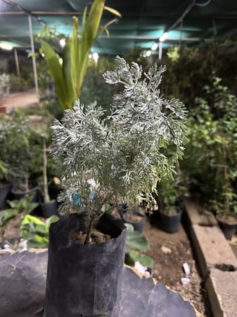 عشبة البعيثران - البرك