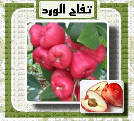 تفاح الورد احمر