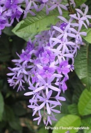 أكليل الملكه