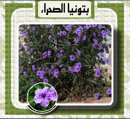 بتونيا الصحراء ( موف )