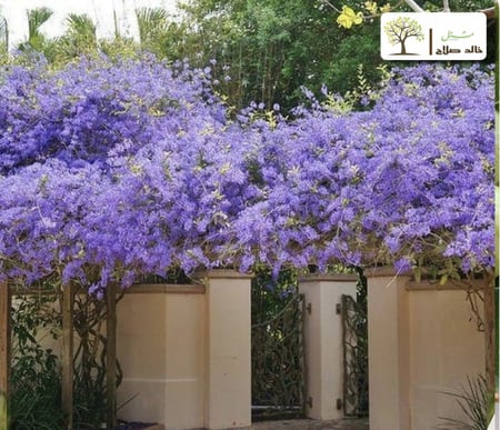 أكليل الملكه