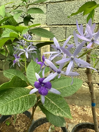 أكليل الملكه