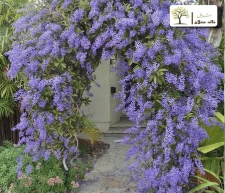 أكليل الملكه