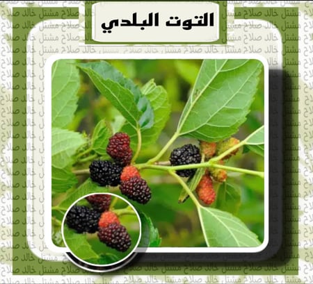شتلات توت شامي