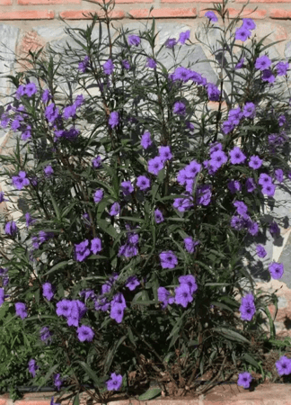 بتونيا الصحراء ( موف )