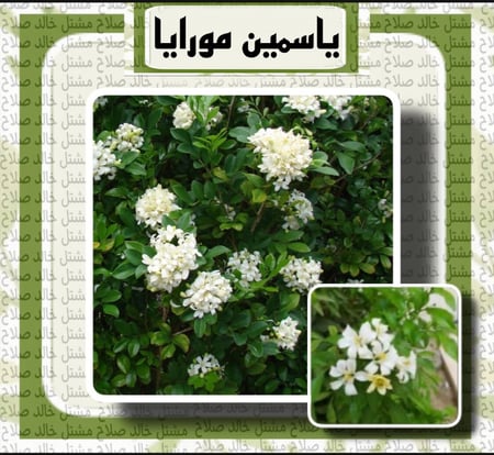 شتلات ياسمين مورايا