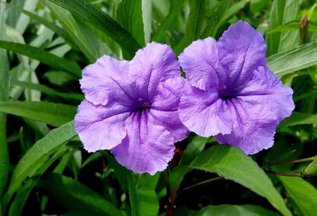 بتونيا الصحراء ( موف )