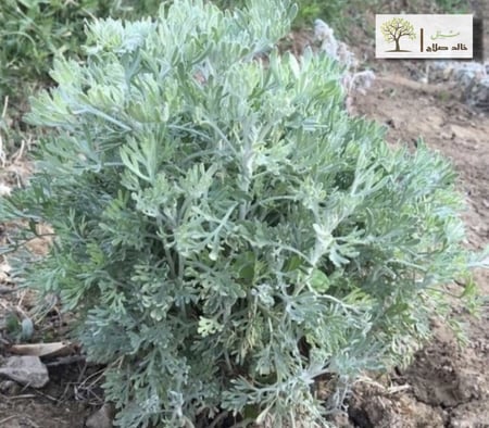 عشبة البعيثران - البرك