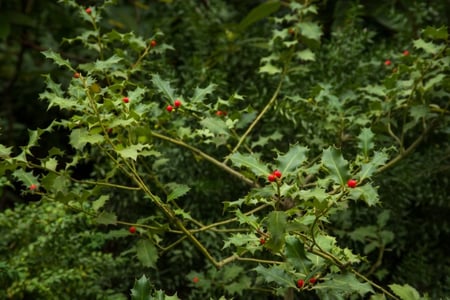 محصول أثيوبيا | أريشا