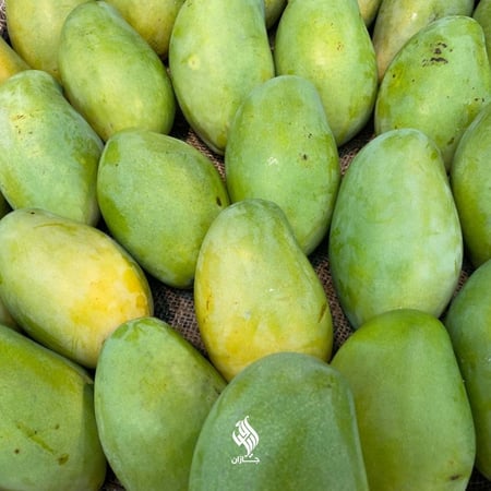 مانجو زبدة