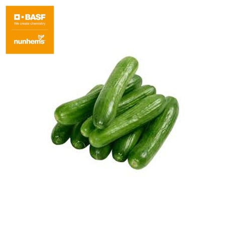 بذور خيار الكاسر