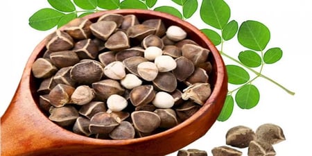 بذور المورينجا العضوية 200 جرام