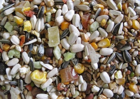 مشكل للببغاوات بريميوم