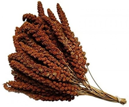 عناقيد الدخن الاحمر Millet