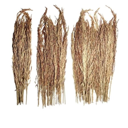 عناقيد الديلتشاء