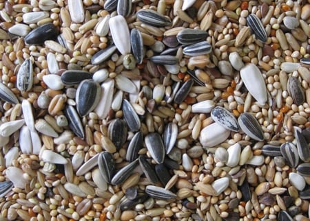 حبوب طائر الكوكتيل والروز