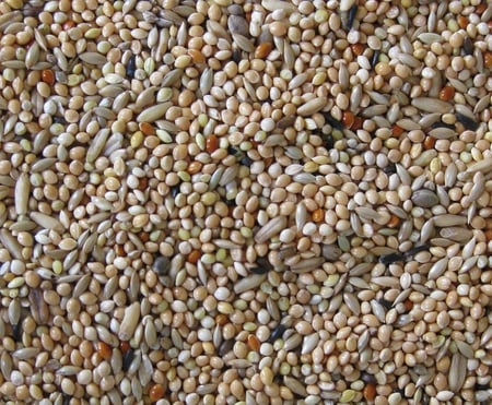 حبوب لطيور البادجي