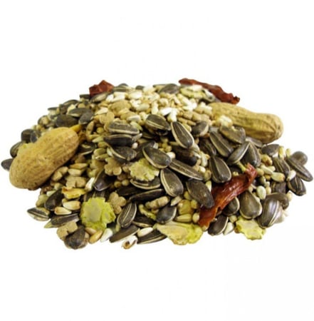 مشكل براونز للببغاوات