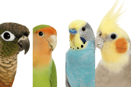 لعبة طيور قطع خشبية مع جرس للبغاوات والطيور الصغيره والمتوسطة