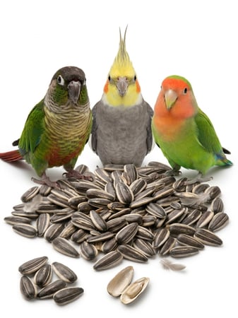 حب شمسي صغير Small Sunflower Seeds وزن 1 كيلو للطيور الصغيرة والمتوسطه