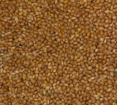 دخن مليسا 20 كيلو Millet اوكراني اصفر  غذاء طيور البادجي والزيبرا