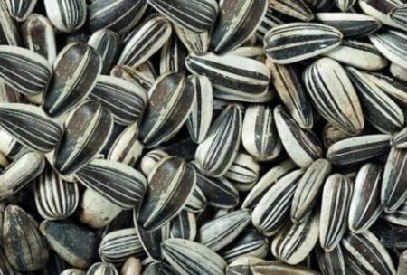 حب شمسي  للببغاوات والطيور الكبيره  ارجنتيني 1kg  SUNFLOWE