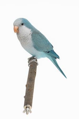 مجثم طيور  غصن خشب طبيعي لجميع اقفاص الطيور طيور أقفاص كويكر درة كنيور