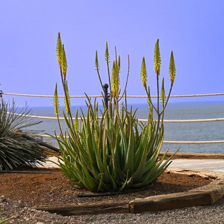 seeds of Aloe barbadensis