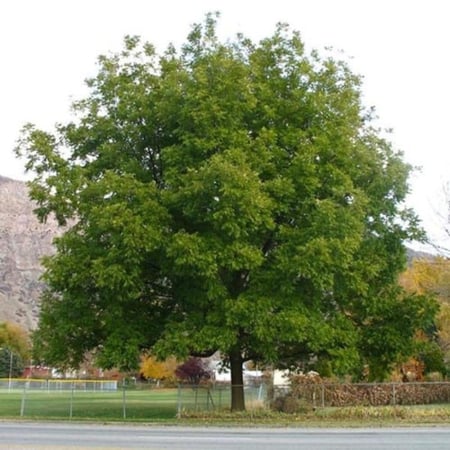 بذور شجرة جوز البيكان Carya illinoinensis