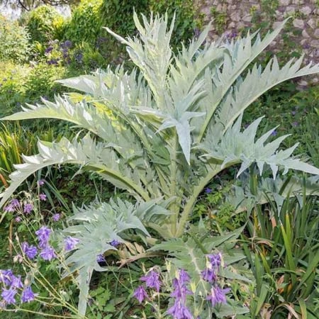 بذور الخرشوف الشوكي ( cynara cardunculus )