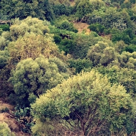 بذور شجرة العتم - الزيتون البري ( Olea europaea L )