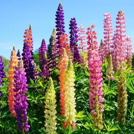 بذور زهور الترمس الملون ( Lupinus polyphyllus )