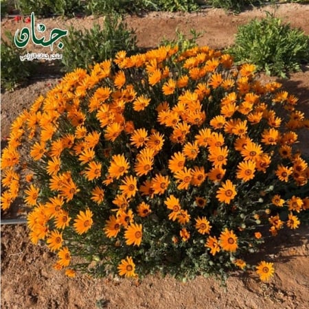 بذور زهور الاقحوان الافريقي البرتقالي