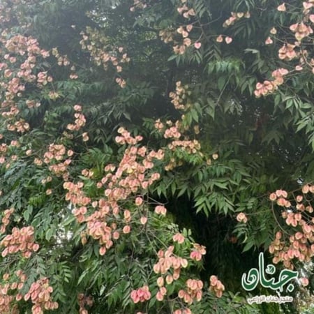 بذور شجرة كولريوتيريا