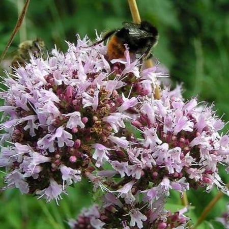 ‫بذور البردقوش الحلو - الوزاب - ‬الدوش ( Origanum majorana )