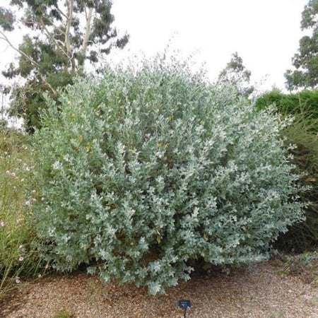 عشبة الرغل الملحي Atriplex halimus