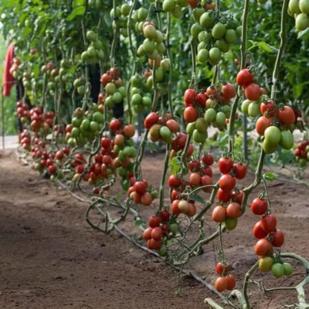 بذور طماطم بلحي