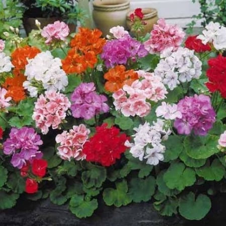 زهرة جيرانيوم