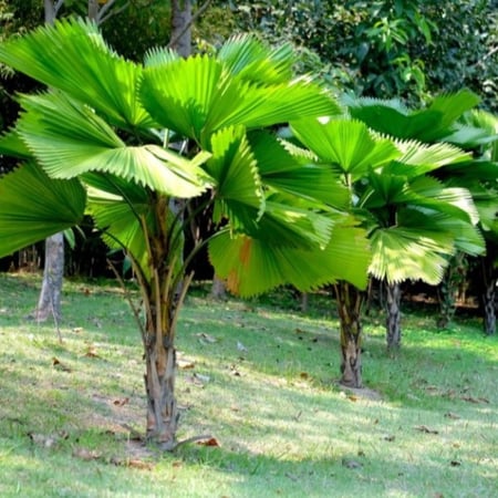 seeds of Licuala grandis