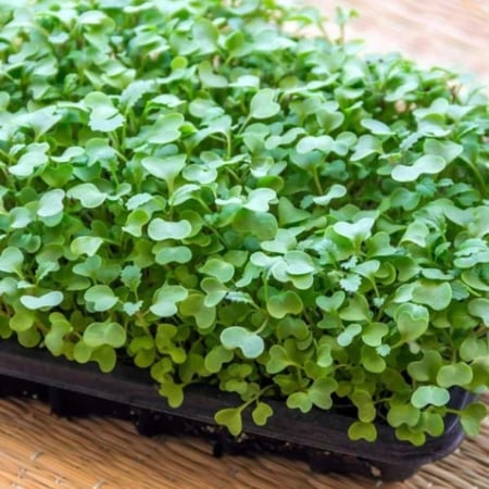 بذور براعم الملفوف الاخضر - ميكروجرين ( Brassica oleracea )