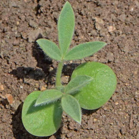 بذور زهور الترمس الازرق ( Lupinus texensis )