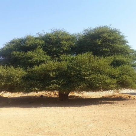 Acacia tortilis subsp raddiana seeds