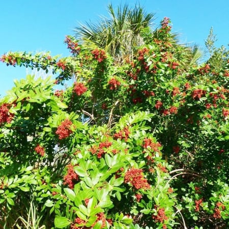 بذور الفلفل البرازيلي عريض الأوراق ( Schinus terebinthifolius )