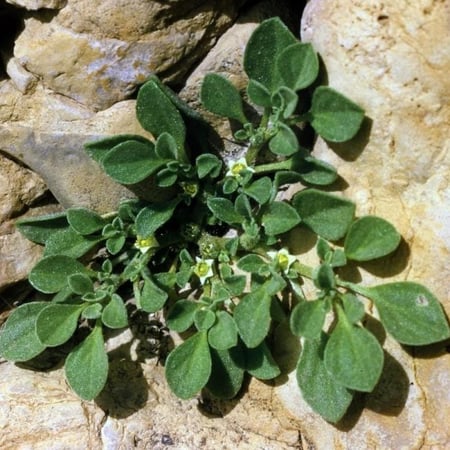 seeds of Aizoon canariense