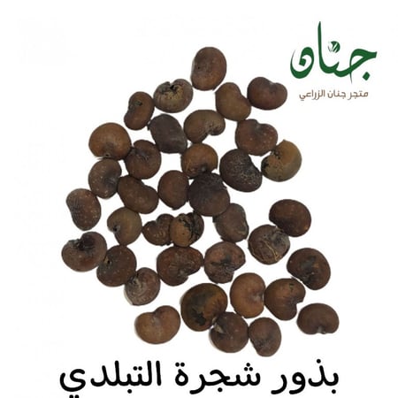 بذور شجرة التبلدي