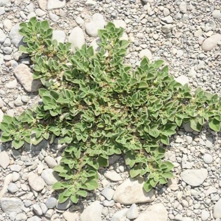 طريقة زراعة عشبة الدعاع المليح الحدق