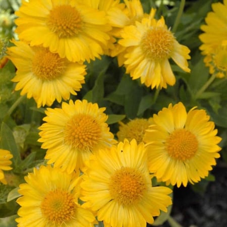 بذور العنبر الكشميري الأصفر - جيلارديا أريستاتا ( gaillardia aristata )
